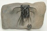 Bizarre Dicranurus Trilobite - Huge Specimen With Reedops #208196-3